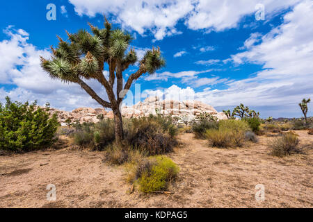 Große Joshua Bäume, Frame die schroffen Felsformationen, die die Landschaft der Wüste. Stockfoto