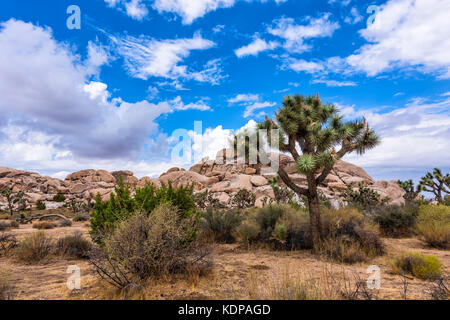 Große Joshua Bäume, Frame die schroffen Felsformationen, die die Landschaft der Wüste. Stockfoto