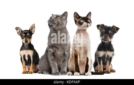 Gruppe von Katzen und Hunden sitzen, isoliert auf weißem Stockfoto