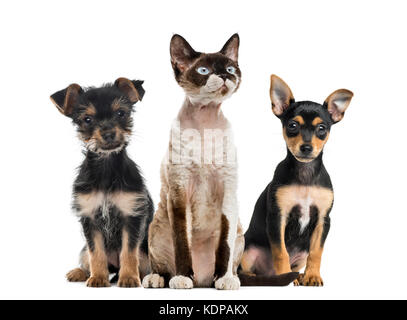 Gruppe von Hunden und Katze sitzt, isoliert auf weißem Stockfoto