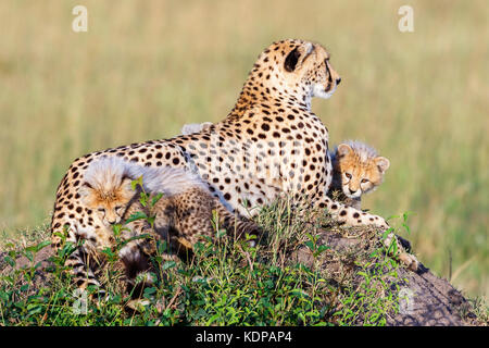Verspielte cheetah Cubs mit ihrer Mutter Stockfoto