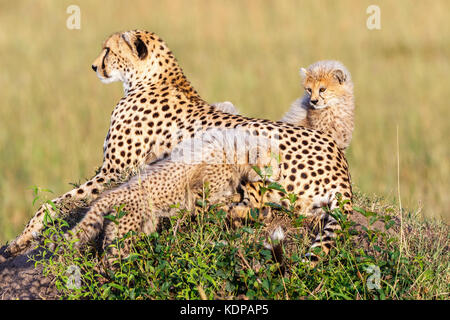 Gepardin mit Jungen auf Savannah Stockfoto