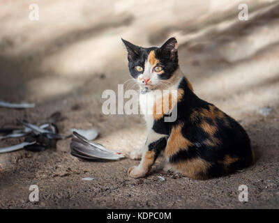 Süße kleine Katze Jäger, verfing sich ein Vogel Stockfoto