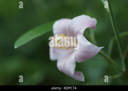 Blume des Lagunaria patersonia Stockfoto