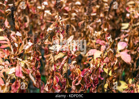 Lysimachia clethroides. Tropfende Stängel, Blätter und Samen, Herbst Farben Stockfoto