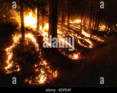 Flammen verzehren Bäume im Blanket Creek Waldbrand im Rogue River-Siskiyou National Forest 5. September 2017 entlang der Grenze zwischen Kalifornien und Oregon. Stockfoto