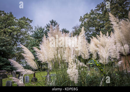 Pampas Gras (Cortaderia selloana) auf einem Friedhof, England, Grossbritannien Stockfoto