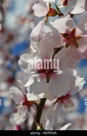 Mandelblüte, Prunus dulcis Stockfoto