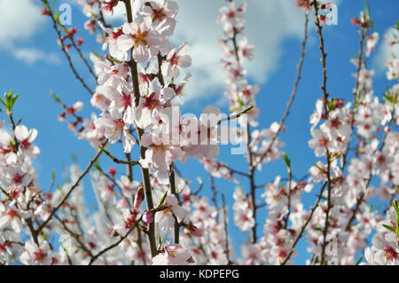 Mandelblüte, Prunus dulcis Stockfoto