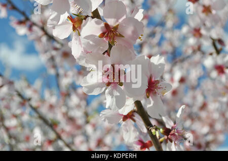 Mandelblüte, Prunus dulcis Stockfoto