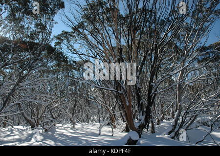 Ein Wald in Australien im Schnee bedeckt, vor blauem Himmel. scheint die Sonne. Die Bäume warfen schwarze Schatten gegen den weißen Schnee. Stockfoto