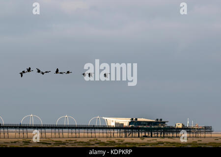 Southport, Merseyside, UK Wetter 15. Oktober, 2017. Zugvögel kommen in großer Zahl. In diesem Herbst Wildlife Spektakel umfasst Tausende von Zugvögeln, die auf der Suche nach Marsh Fütterung Fütterung Seiten als das Meerwasser steigt. Die ersten fünf tausend plus Pink-Gänse, und Kanada Gänse haben die 500 Kilometer lange Reise aus Island die folgenden Monat an Marshside zu verbringen Rastplätze auf dem lokalen Bloßes. In den nächsten Wochen zahlen werden ständig mit schätzungsweise 100.000 Vögel erwartet aus Island zu gelangen. Kredit. MediaWorldImages/AlamyLiveNews. Stockfoto