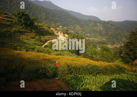 Kathmandu, Nepal. Oktober 2017. Eine nepalesische Frau sammelt Ringelblumen von ihrem Feld für das kommende Tihar-Festival in Kathmandu, Nepal am Sonntag, 15. Oktober 2017. Kredit: Skanda Gautam/ZUMA Wire/Alamy Live News Stockfoto