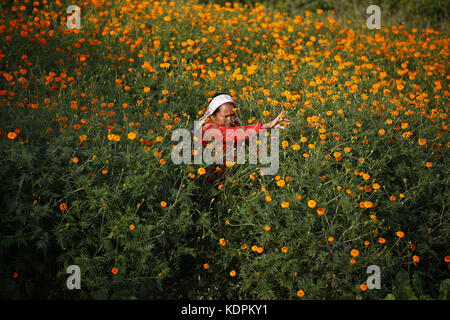 Kathmandu, Nepal. Oktober 2017. Eine nepalesische Frau sammelt Ringelblumen von ihrem Feld für das kommende Tihar-Festival in Kathmandu, Nepal am Sonntag, 15. Oktober 2017. Kredit: Skanda Gautam/ZUMA Wire/Alamy Live News Stockfoto