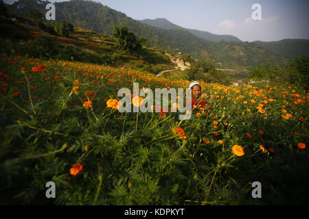 Kathmandu, Nepal. Oktober 2017. Eine nepalesische Frau sammelt Ringelblumen von ihrem Feld für das kommende Tihar-Festival in Kathmandu, Nepal am Sonntag, 15. Oktober 2017. Kredit: Skanda Gautam/ZUMA Wire/Alamy Live News Stockfoto