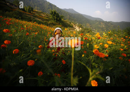 Kathmandu, Nepal. Oktober 2017. Eine nepalesische Frau sammelt Ringelblumen von ihrem Feld für das kommende Tihar-Festival in Kathmandu, Nepal am Sonntag, 15. Oktober 2017. Kredit: Skanda Gautam/ZUMA Wire/Alamy Live News Stockfoto