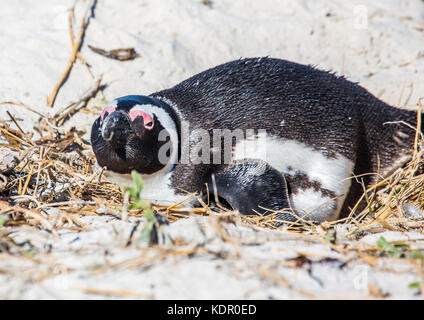 Afrikanische Pinguine spheniscus demersus aka am berühmten Boulders Beach in Simons Town in der Nähe von Kapstadt in Südafrika Stockfoto