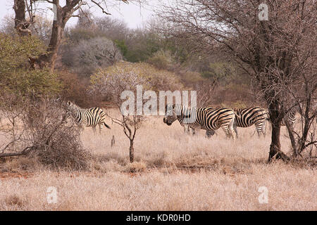 Herde von Burchell's Zebra im Krüger National Park, Südafrika Stockfoto