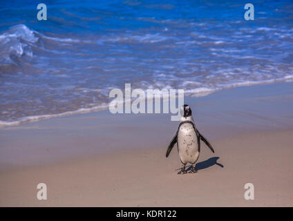 Afrikanische Pinguine spheniscus demersus aka am berühmten Boulders Beach in Simons Town in der Nähe von Kapstadt in Südafrika Stockfoto