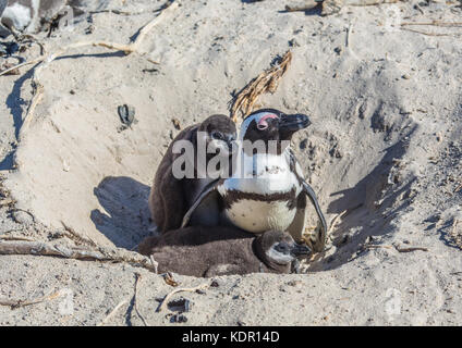 Afrikanische Pinguine spheniscus demersus aka am berühmten Boulders Beach in Simons Town in der Nähe von Kapstadt in Südafrika Stockfoto