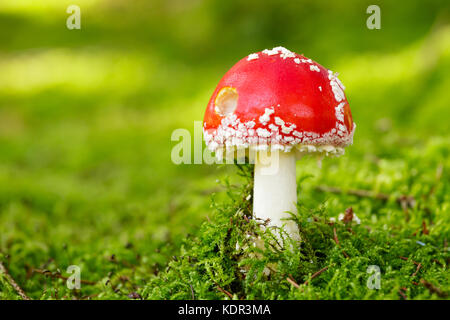 Close-up von giftigen Junge fly agaric Pilz im sonnigen Herbst Wald. Stockfoto