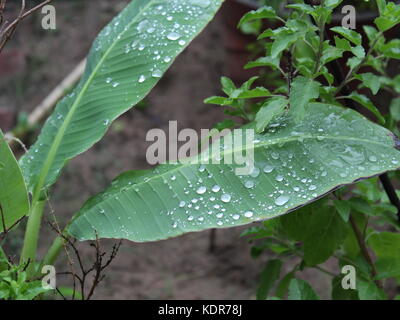 Bananenblatt Stockfoto