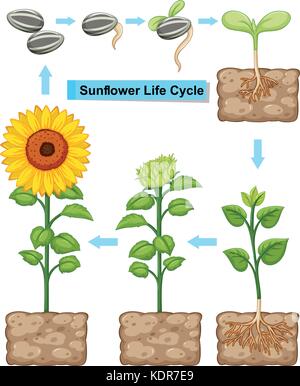 Lebenszyklus von Sunflower Anlage Abbildung Stock Vektor