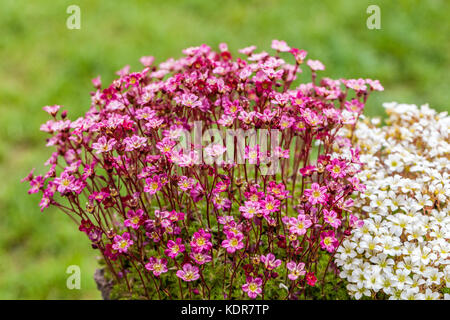 Lila Saxifraga arendsii „Juwel“ Alpine Saxifragen Mossy Saxifrage Alpine Pflanzen Garten Alpine Pflanzen Felsen Stockfoto