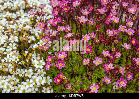 Moosige Purple Saxifraga arendsii ' Juwel ' und weiße Saxifraga Caespitosa ' Findling ' Alpensaxifrages Stockfoto