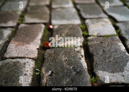 Nasse alte Granit Pflaster closeup Stockfoto