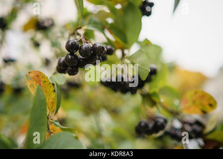 Aronia Beeren auf Baum im Herbst Stockfoto
