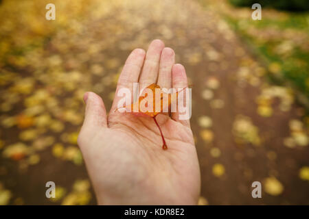 Pov mann Hand halten Orange Maple Leaf beim Gehen in Gasse Stockfoto