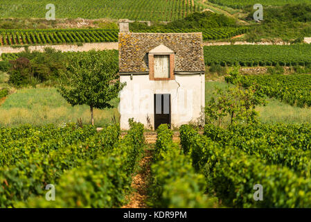 Die Weinberge der Côte de Beaune in der Nähe von Pommard, Burgund, Frankreich Stockfoto