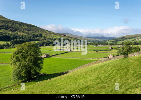 Gunnerside wiesen in Swaledale, Yorkshire Dales, England. Stockfoto