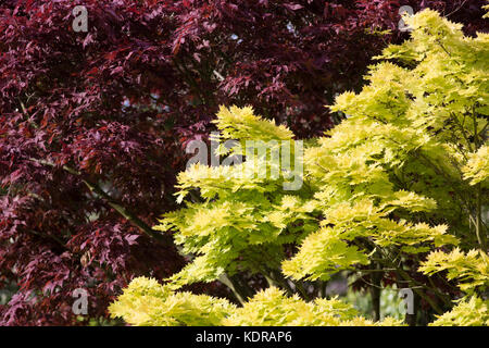 Acer palmatum Atropurpureum japanische Ahorn Acer shirasawanum 'Aureum' Golden Japonica Shirasawa Ahorn Stockfoto