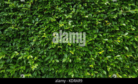 Grünes Blatt wand Textur Stockfoto