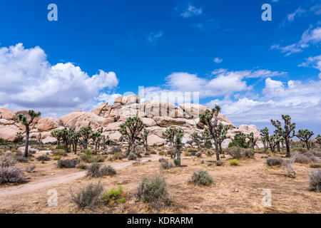 Große Joshua-Bäume umrahmen die zerklüfteten Felsformationen, die die Wüstenlandschaft umgeben. Stockfoto