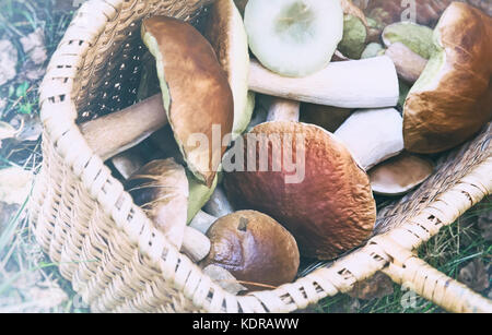 In einer Lichtung im Wald großen Weidenkorb mit einer Vielzahl von gesammelten Wald Pilze. Stockfoto