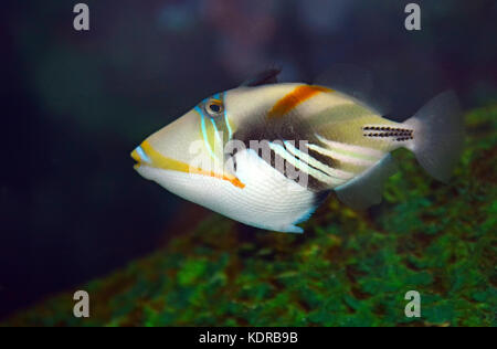 Picasso-Drückerfisch, Rhinecanthus aculeatus Stockfoto