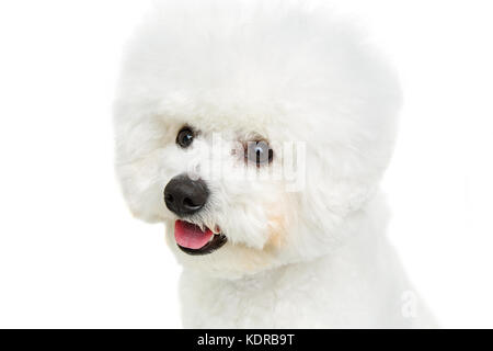 Wunderschöne bichon frisee Hund Stockfoto