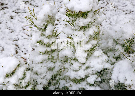 Tannen Zweigen bedeckt mit flauschigen weißen Schnee. Referenz Bild. Stockfoto