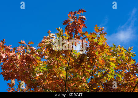 Scarlet Eiche im Herbst Stockfoto