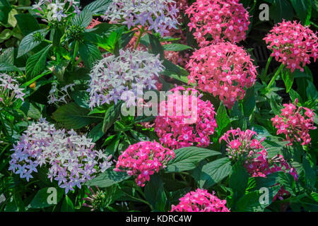 Unter den grünen Blättern im Garten blühen leuchtend rosa und hellblau Nelken Stockfoto