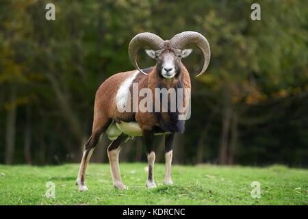 Große europäische Mufflon in der Natur Lebensraum Stockfoto