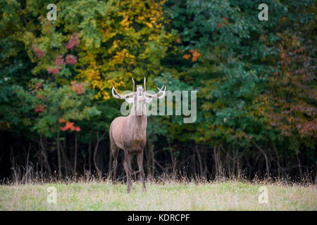 Portrait von majestätischen Leistungsstarke nach Red Deer Hirsch in die natürliche Umwelt Stockfoto