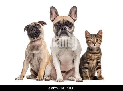 Gruppe von Hunden und Katze sitzt, isoliert auf weißem Stockfoto