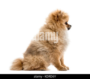 Seitenansicht eines pomeranian Welpen, isoliert auf weißem Stockfoto