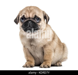 Mops Welpen sitzen, isoliert auf weißem Stockfoto