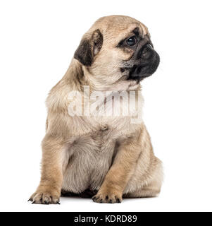 Mops Welpen sitzen, Weg suchen, isoliert auf weißem Stockfoto