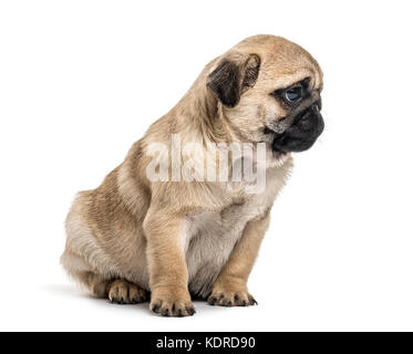 Mops Welpen sitzen, Weg suchen, isoliert auf weißem Stockfoto